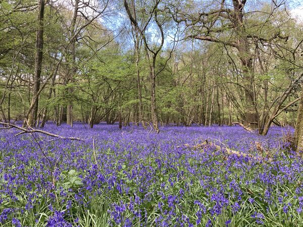 Bluebells in woodland