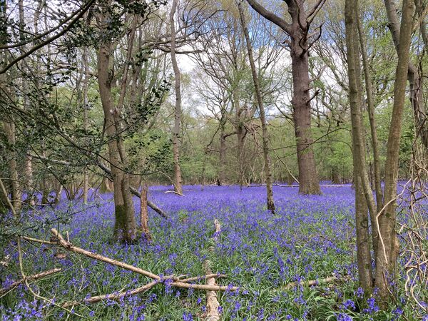 Bluebells in woodland
