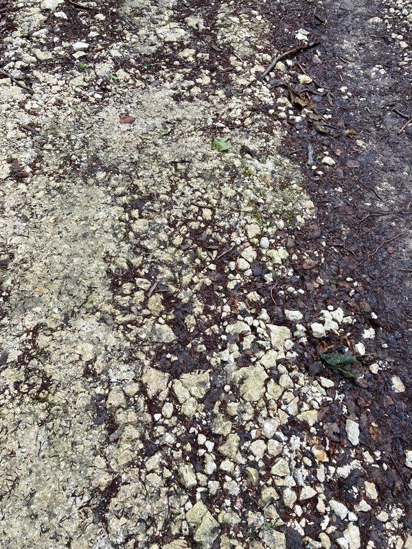 A chalk road at Titsey Plantation