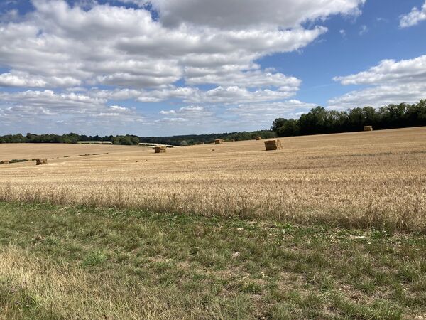Hay bales near Shire Lane - 1
