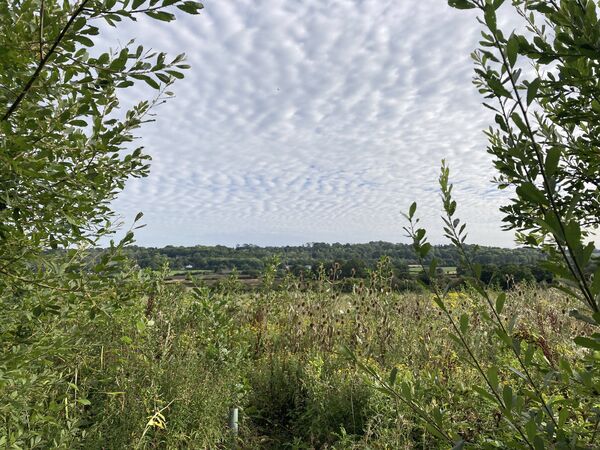 Clouds in a field
