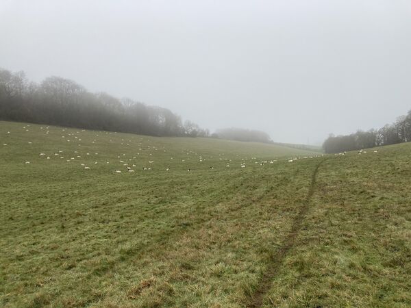 My favourite field, with sheep