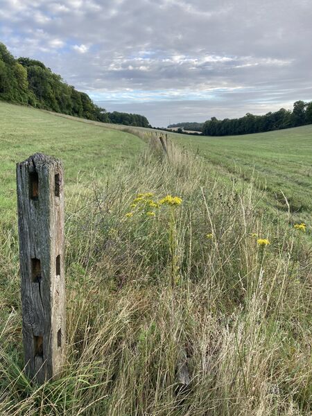 A field on the north downs
