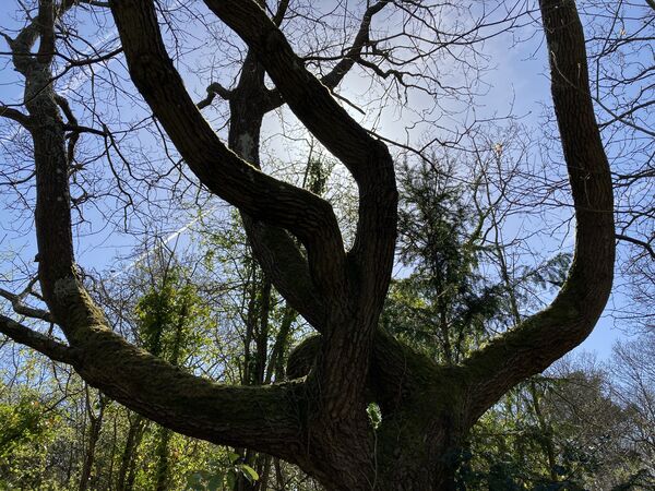 Tree with 5 skewed branches