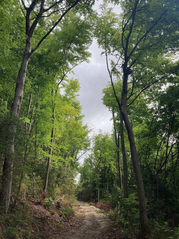 Trees at Titsey Plantation
